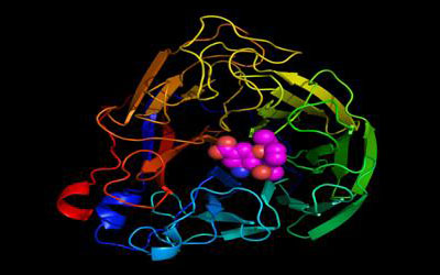 bioinformatica